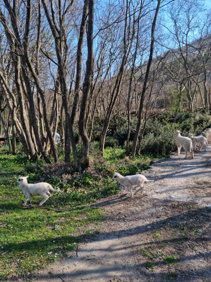 Wolf & Sheep Nature & Adventure Podgoriţa Exterior foto
