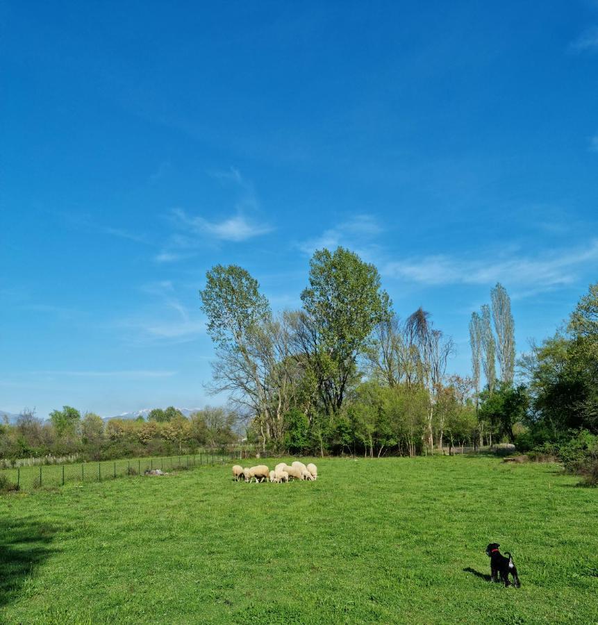 Wolf & Sheep Nature & Adventure Podgoriţa Exterior foto