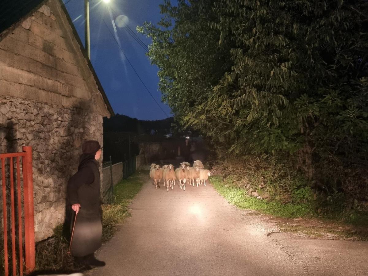 Wolf & Sheep Nature & Adventure Podgoriţa Exterior foto