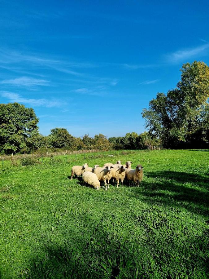 Wolf & Sheep Nature & Adventure Podgoriţa Exterior foto